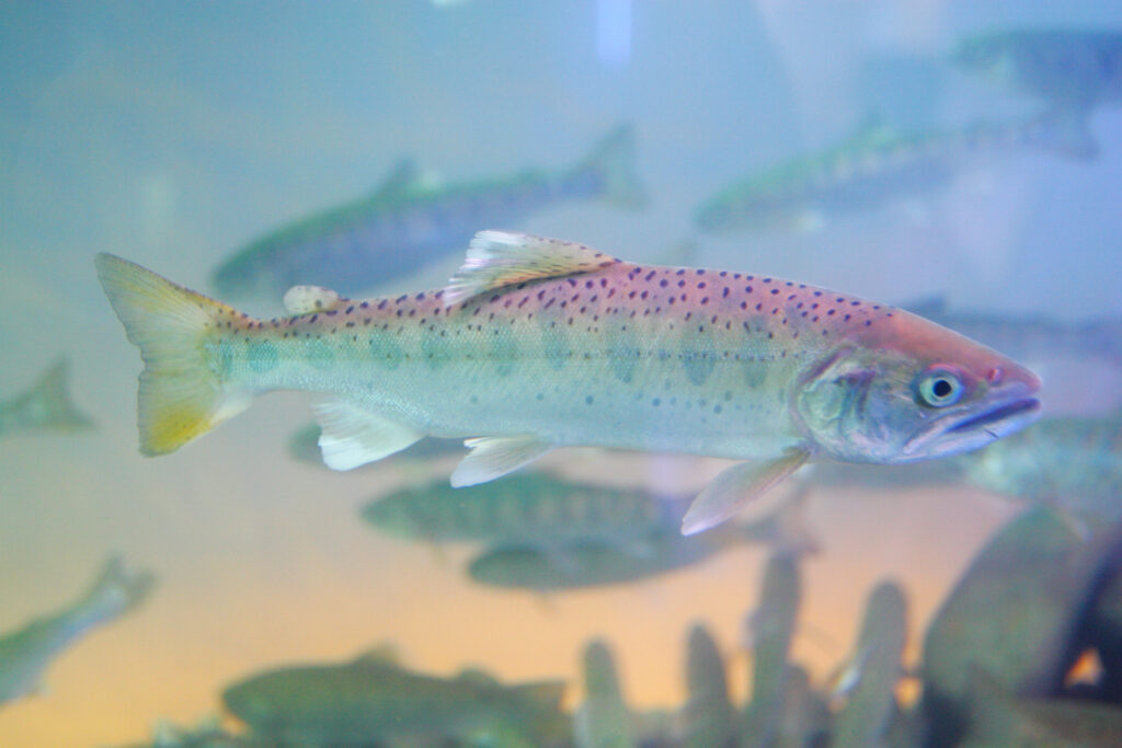 Fish swimming underwater as a source of marine collagen supplements.