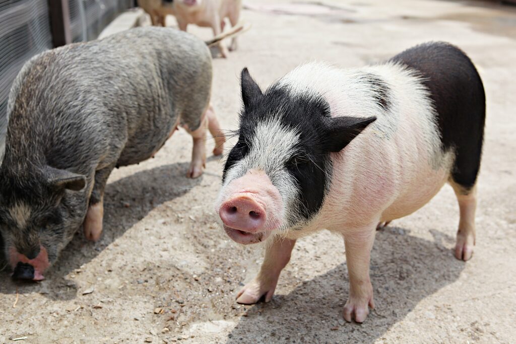 Pigs outdoors representing an animal source commonly used for collagen supplements