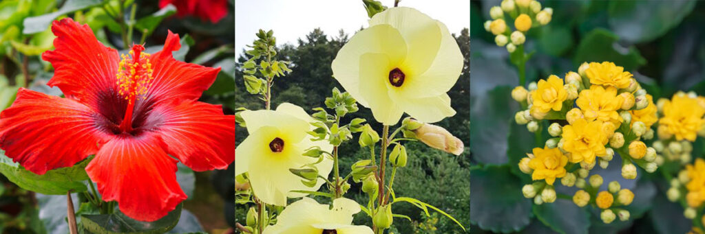 Red hibiscus, golden hibiscus, and yellow canola flowers representing plant based collagen ingredients.