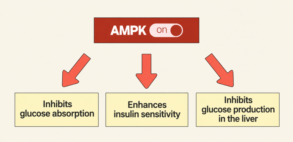 AMPK activation diagram showing effects on glucose absorption, insulin sensitivity, and hepatic glucose production.