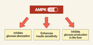AMPK activation diagram showing effects on glucose absorption, insulin sensitivity, and hepatic glucose production.