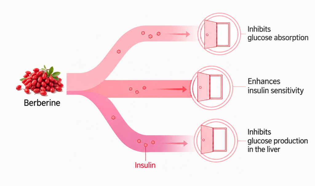 Berberine diagram showing effects on glucose absorption, insulin sensitivity, and glucose production in the liver