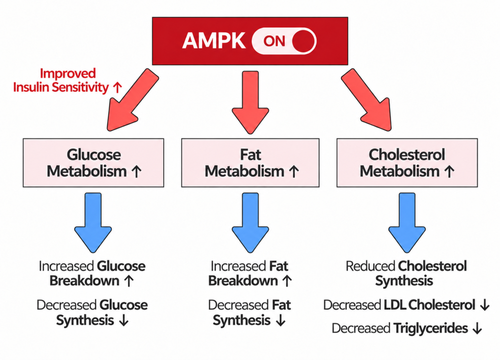 Diagram showing AMPK activation and its effects on glucose, fat, and cholesterol metabolism, including improved insulin sensitivity and increased nutrient breakdown.