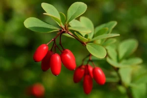 Close-up of red barberry berries hanging from a leafy green branch.
