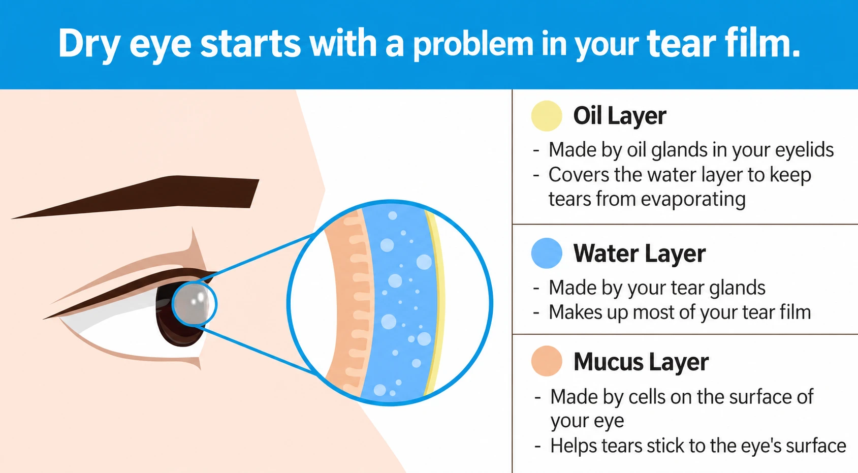 Diagram of the tear film's oil, water and mucus layers and the role of each layer