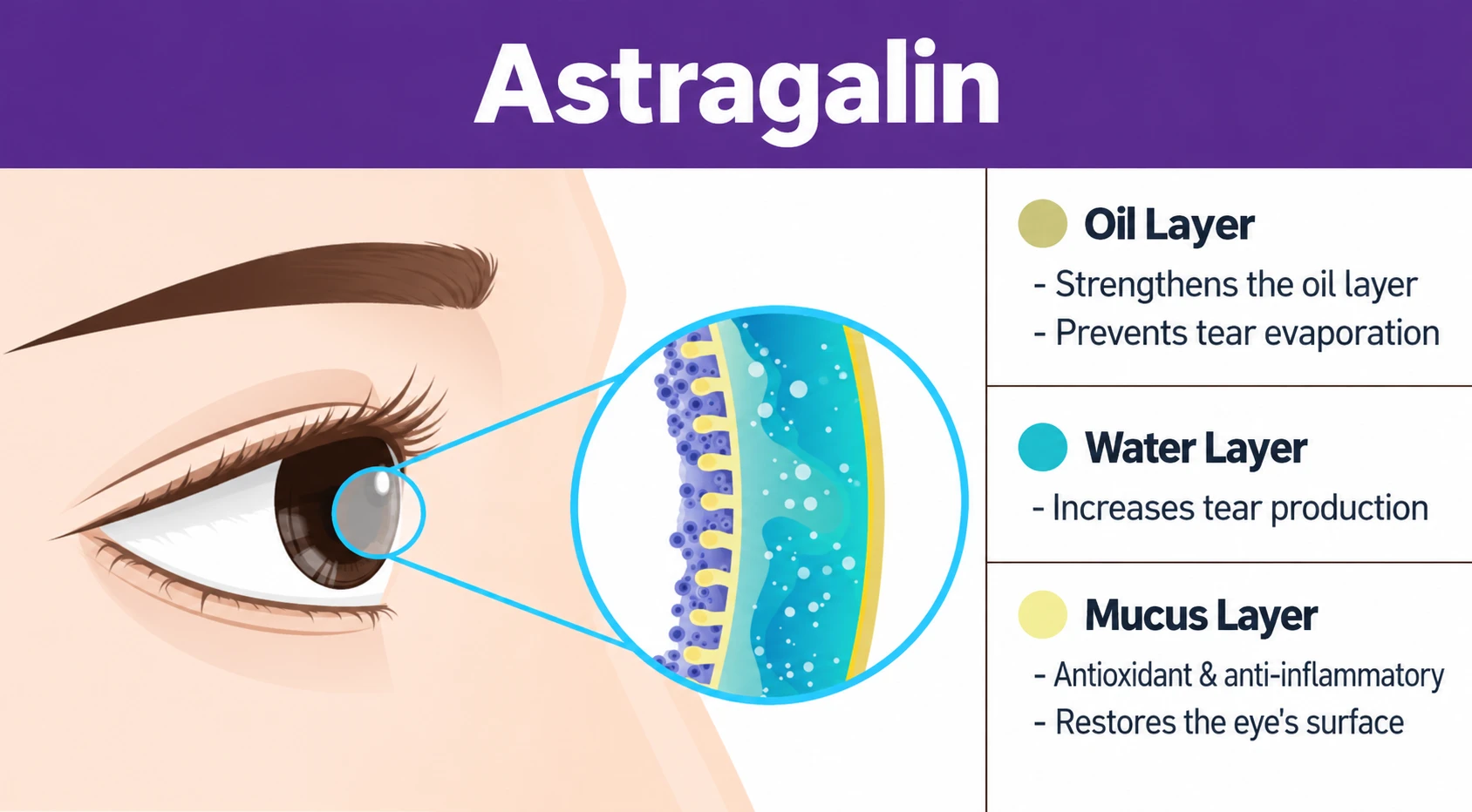 Diagram of how astragalin strengthens the oil layer, increases tear production and protects the eye surface