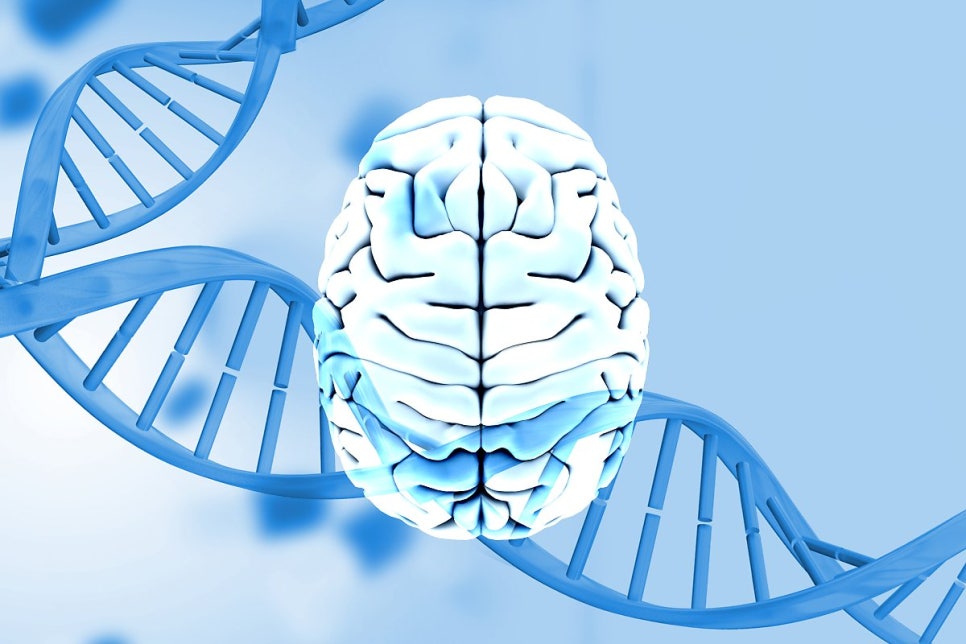 Human brain against a DNA helix, the organ with the highest oxygen demand