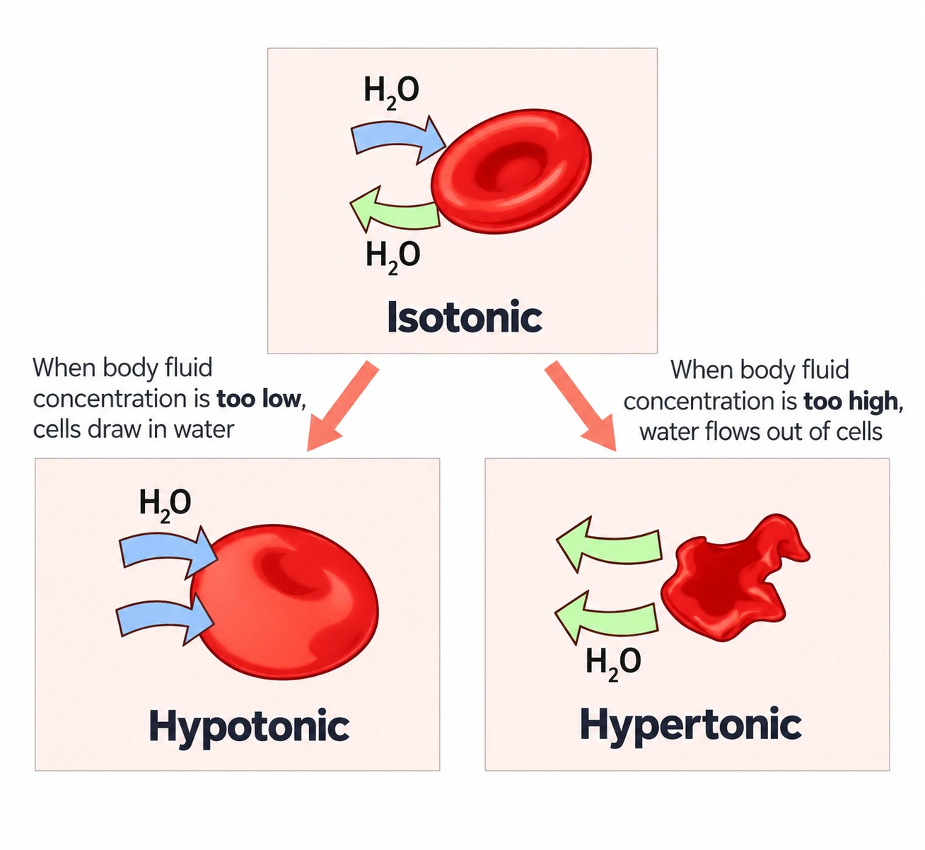 Red blood cells in isotonic, hypotonic and hypertonic fluid showing how water moves