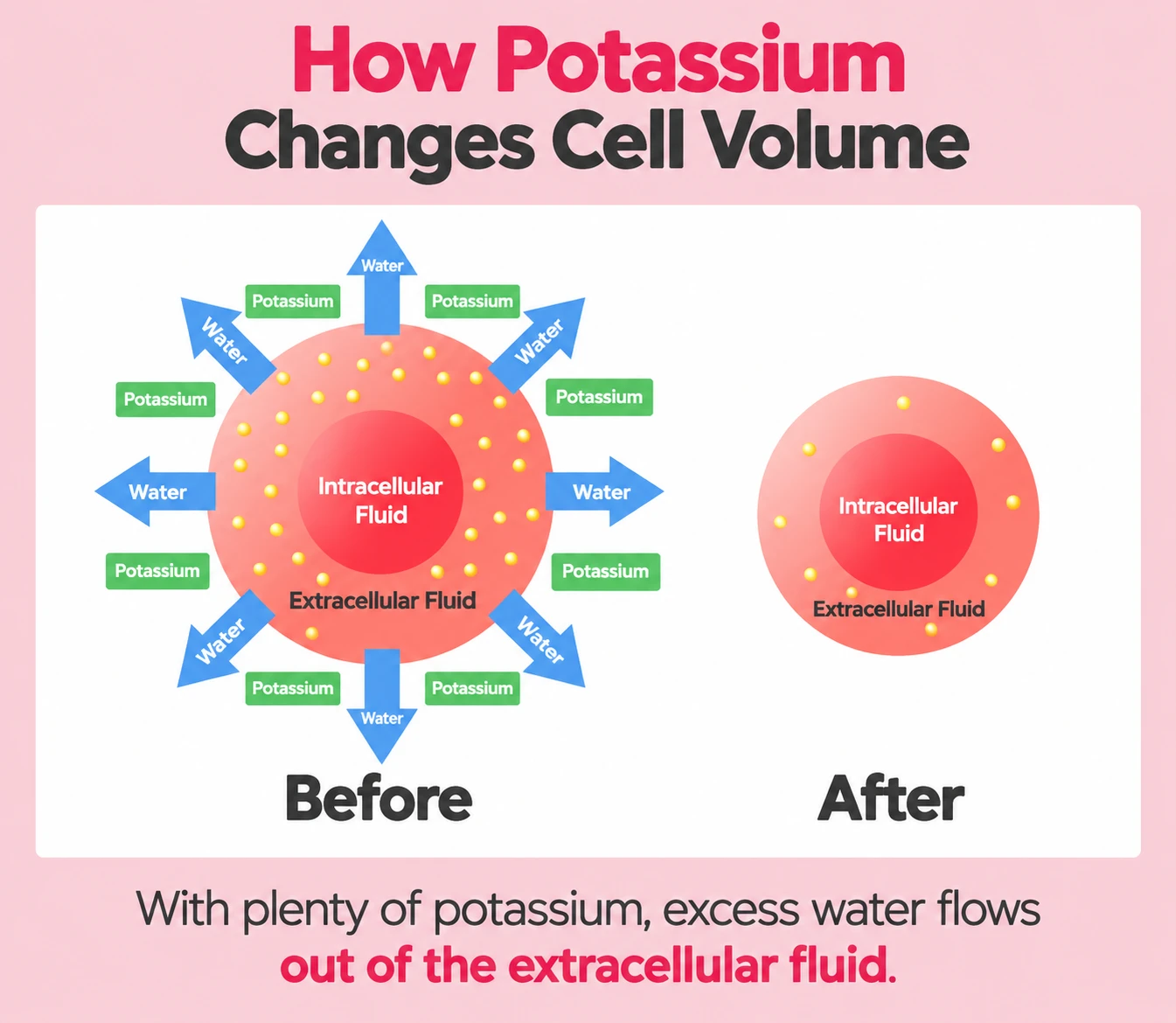 Diagram showing how potassium moves excess water out of the extracellular fluid